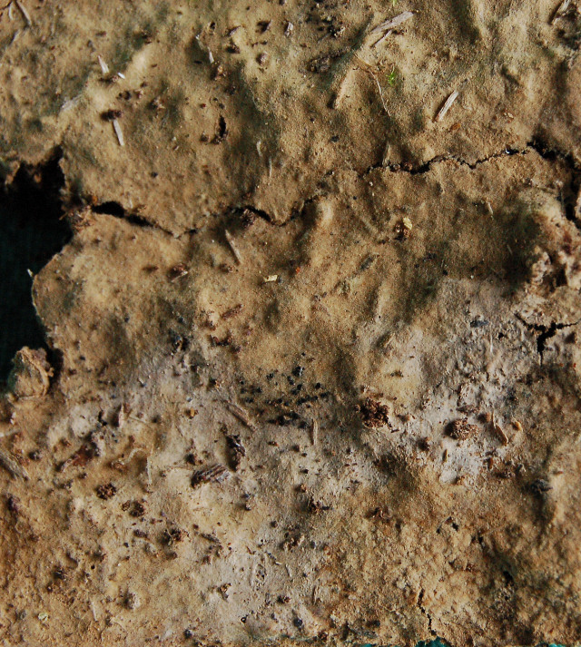 Botryobasidium isabellinum... un 